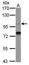 Spindle And Centriole Associated Protein 1 antibody, GTX121201, GeneTex, Western Blot image 