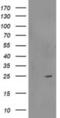 Regulator of G-protein signaling 5 antibody, NBP2-00880, Novus Biologicals, Western Blot image 