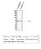 c-Myc antibody, STJ92356, St John