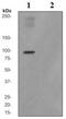 Nuclear Factor, Erythroid 2 Like 2 antibody, ab76026, Abcam, Western Blot image 
