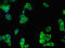 Phosphatidylinositol 3,4,5-trisphosphate-dependent Rac exchanger 2 protein antibody, CSB-PA741122LA01HU, Cusabio, Immunofluorescence image 