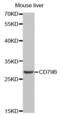 CD79b Molecule antibody, abx001650, Abbexa, Western Blot image 