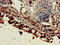 Endothelial Cell Specific Molecule 1 antibody, LS-C677842, Lifespan Biosciences, Immunohistochemistry paraffin image 