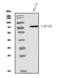 LHRHR antibody, A01120-2, Boster Biological Technology, Western Blot image 