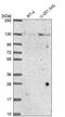 Nucleoporin 133 antibody, HPA059767, Atlas Antibodies, Western Blot image 