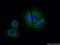 CCM2 Scaffold Protein antibody, 26270-1-AP, Proteintech Group, Immunofluorescence image 