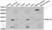 RAB11A, Member RAS Oncogene Family antibody, A1167, ABclonal Technology, Western Blot image 
