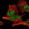Campylobacter venerealis   antibody, NBP1-82256, Novus Biologicals, Immunofluorescence image 