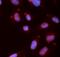 Serine/threonine-protein kinase Chk1 antibody, FNab09816, FineTest, Immunofluorescence image 