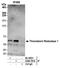 Thioredoxin Reductase 1 antibody, A304-791A, Bethyl Labs, Immunoprecipitation image 