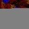 Leucine Rich Pentatricopeptide Repeat Containing antibody, HPA036409, Atlas Antibodies, Immunofluorescence image 