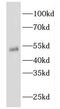 Eukaryotic Translation Elongation Factor 1 Alpha 1 antibody, FNab02641, FineTest, Western Blot image 