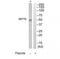 Septin-6 antibody, TA312371, Origene, Western Blot image 