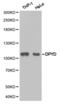 Dihydropyrimidine Dehydrogenase antibody, TA327106, Origene, Western Blot image 