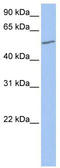 UDP Glucuronosyltransferase Family 2 Member A3 antibody, TA338673, Origene, Western Blot image 