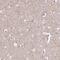 Cell adhesion molecule 4 antibody, NBP1-89636, Novus Biologicals, Immunohistochemistry frozen image 