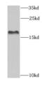 Eukaryotic translation initiation factor 1A, X-chromosomal antibody, FNab02685, FineTest, Western Blot image 
