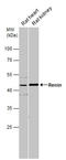 Renin antibody, GTX105734, GeneTex, Western Blot image 
