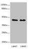 Cytoplasmic protein NCK2 antibody, A56058-100, Epigentek, Western Blot image 