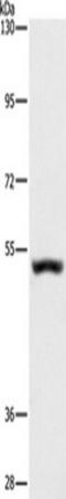 Synaptotagmin 17 antibody, TA349444, Origene, Western Blot image 