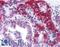 Humanin antibody, LS-B237, Lifespan Biosciences, Immunohistochemistry frozen image 