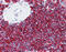 CD20 antibody, 51-056, ProSci, Immunohistochemistry paraffin image 