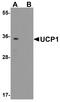 Uncoupling Protein 1 antibody, A00255, Boster Biological Technology, Western Blot image 