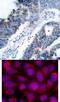 Mitogen-Activated Protein Kinase Kinase Kinase 5 antibody, 79-329, ProSci, Immunofluorescence image 