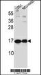 HB-GAM antibody, 56-308, ProSci, Western Blot image 