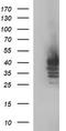 Sex Hormone Binding Globulin antibody, CF507183, Origene, Western Blot image 