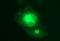 Microfibril Associated Protein 3 antibody, NBP2-45824, Novus Biologicals, Immunofluorescence image 