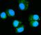 RAB11A, Member RAS Oncogene Family antibody, M01436-2, Boster Biological Technology, Immunofluorescence image 