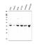 Cystathionine Gamma-Lyase antibody, PB9494, Boster Biological Technology, Western Blot image 