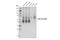 Solute Carrier Family 38 Member 1 antibody, 36057S, Cell Signaling Technology, Western Blot image 