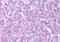 G Protein-Coupled Receptor 88 antibody, MBS244240, MyBioSource, Immunohistochemistry frozen image 
