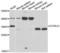 Inducible T Cell Costimulator Ligand antibody, LS-C349031, Lifespan Biosciences, Western Blot image 