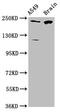 Calcineurin Binding Protein 1 antibody, CSB-PA23399A0Rb, Cusabio, Western Blot image 