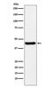 Nuclear distribution protein nudE-like 1 antibody, M02478-2, Boster Biological Technology, Western Blot image 