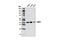 Immunoglobulin Binding Protein 1 antibody, 5699S, Cell Signaling Technology, Western Blot image 
