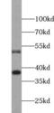 FLICE antibody, FNab01293, FineTest, Western Blot image 