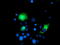 Coiled-Coil-Helix-Coiled-Coil-Helix Domain Containing 5 antibody, LS-C172665, Lifespan Biosciences, Immunofluorescence image 