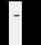 Eukaryotic Translation Initiation Factor 3 Subunit F antibody, GTX02189, GeneTex, Immunoprecipitation image 