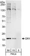 Protein Dr1 antibody, A301-866A, Bethyl Labs, Western Blot image 