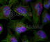 Akt antibody, AP0275, ABclonal Technology, Immunofluorescence image 