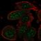 GADD45A antibody, HPA053420, Atlas Antibodies, Immunocytochemistry image 