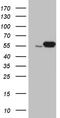 Lysyl Oxidase antibody, TA500867, Origene, Western Blot image 