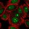 Stromal Antigen 3 antibody, NBP2-47258, Novus Biologicals, Immunofluorescence image 