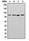CUL-2 antibody, MBS822004, MyBioSource, Western Blot image 