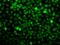 Exportin 5 antibody, GTX32594, GeneTex, Immunofluorescence image 