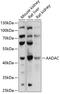 Arylacetamide Deacetylase antibody, 15-276, ProSci, Western Blot image 